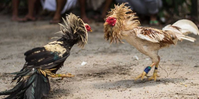 Cách Thực Hiện Gà Đá Đòn