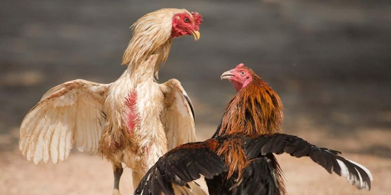 Lịch Sử và Nguồn Gốc Gà Đá Đòn