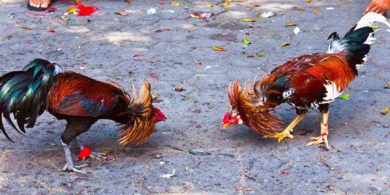 Tổng Quan Về Đá Gà Cựa Dao Dafabet